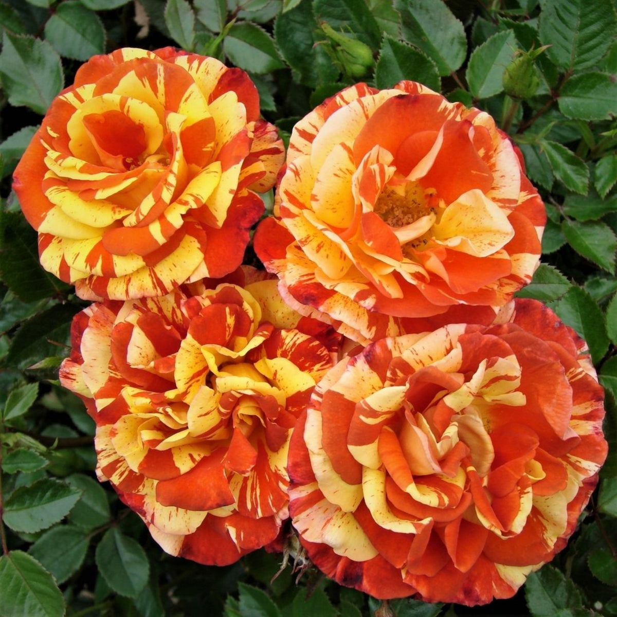 Oranges and Lemons Shrub Rose Seeds, 30 seeds