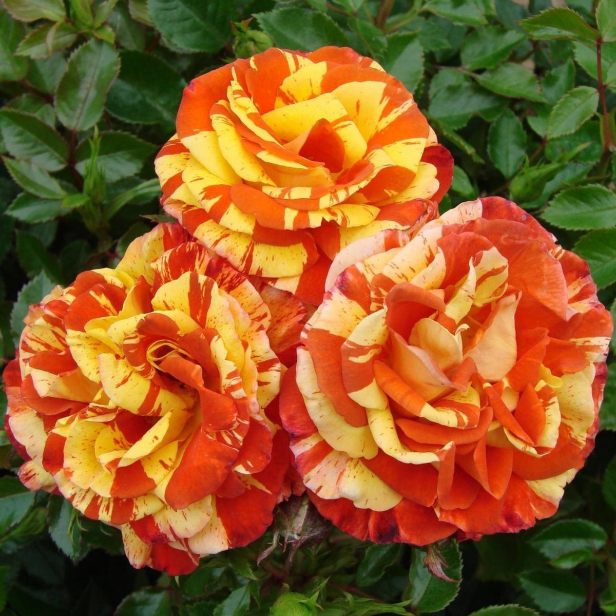 Oranges and Lemons Shrub Rose Seeds, 30 seeds