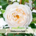 30 Rare Seeds| Desdemona Rose Seeds #1018
