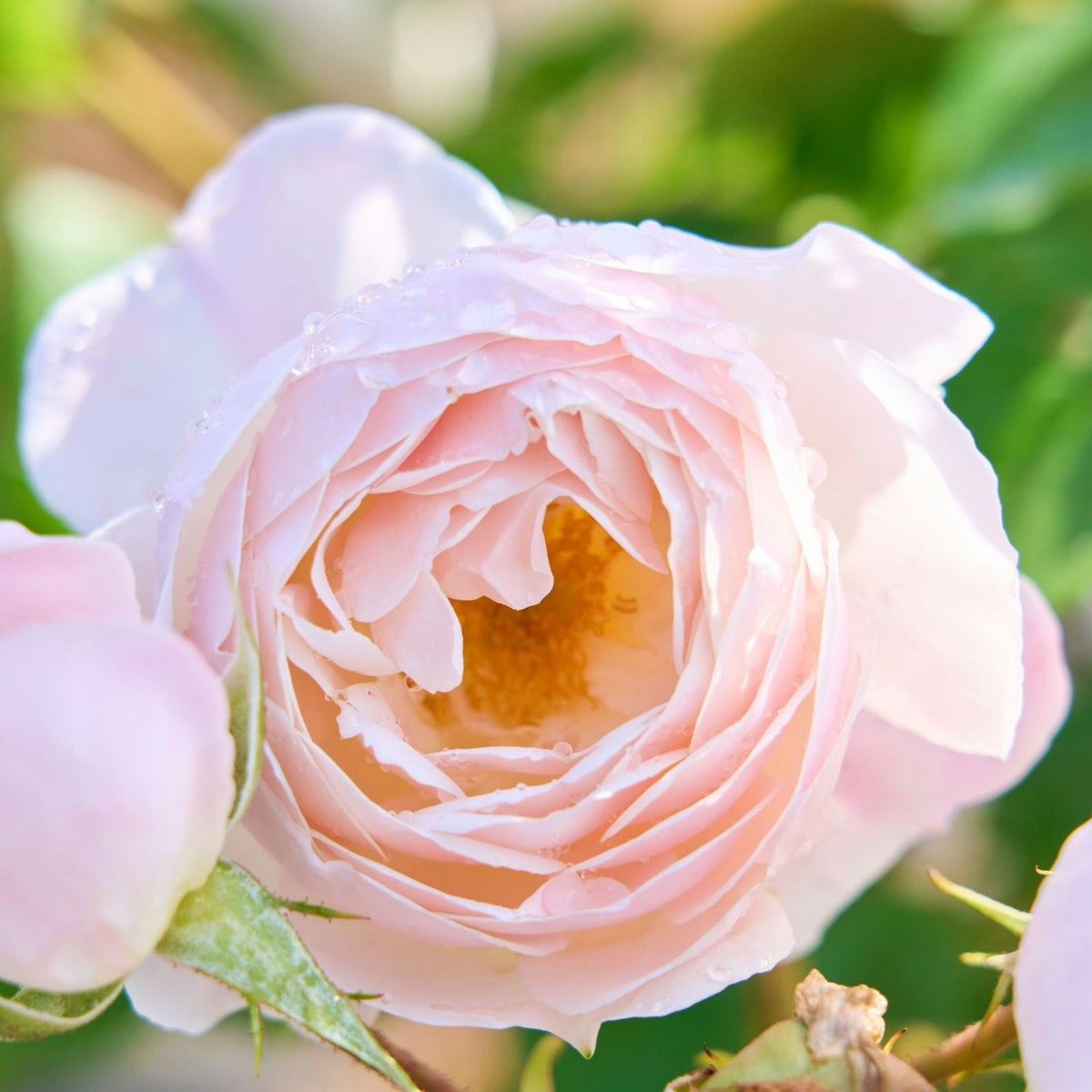 Desdemona Rose Seeds, 30 seeds