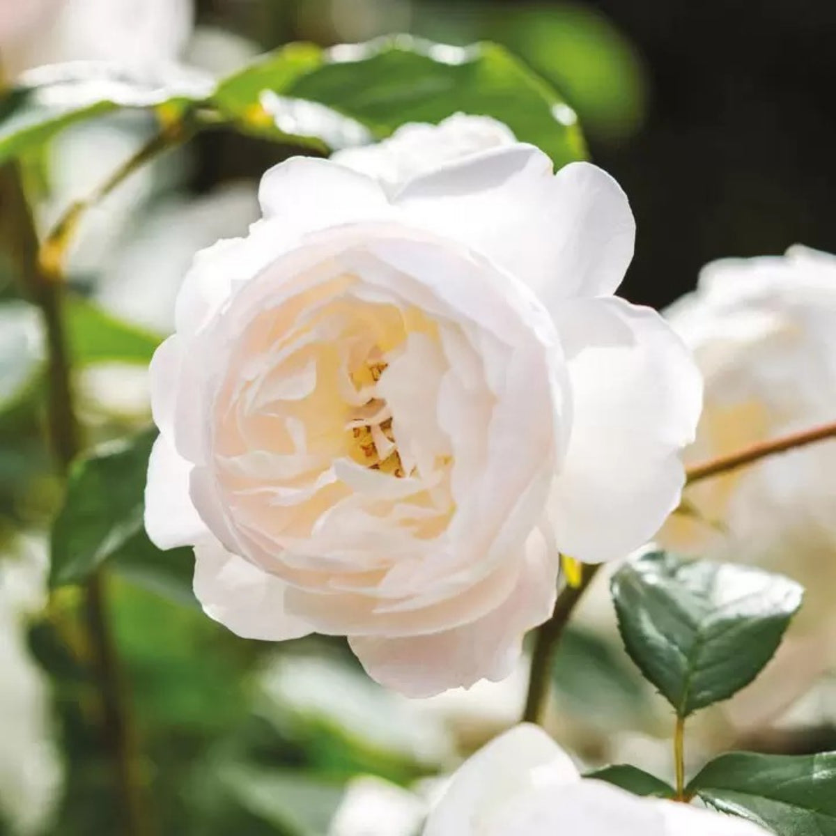 Desdemona Rose Seeds, 30 seeds