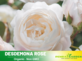 30 Rare Seeds| Desdemona Rose Seeds #1018