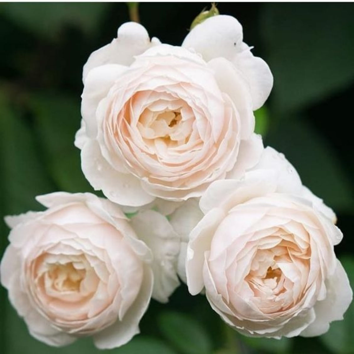 Desdemona Rose Seeds, 30 seeds
