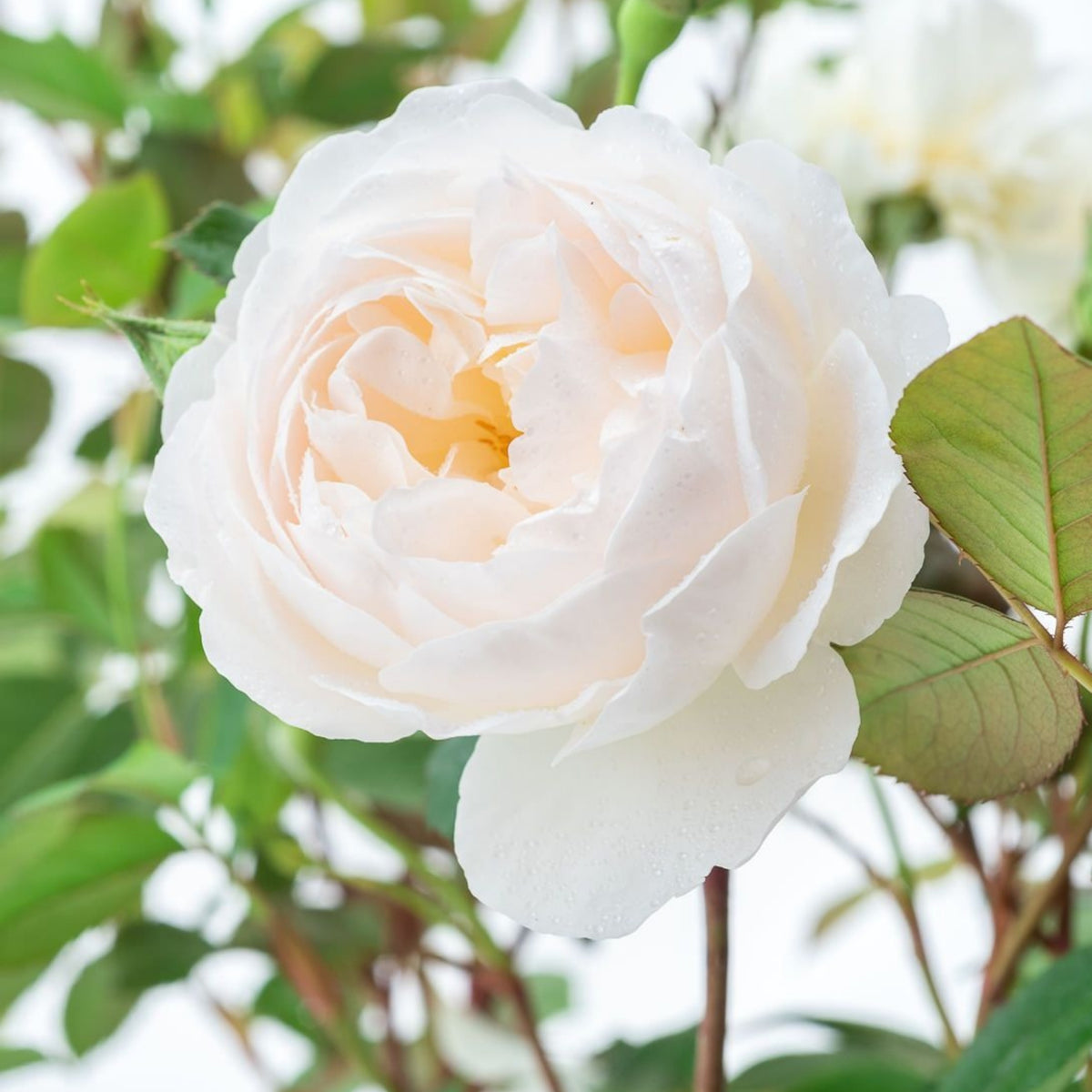 Desdemona Rose Seeds, 30 seeds