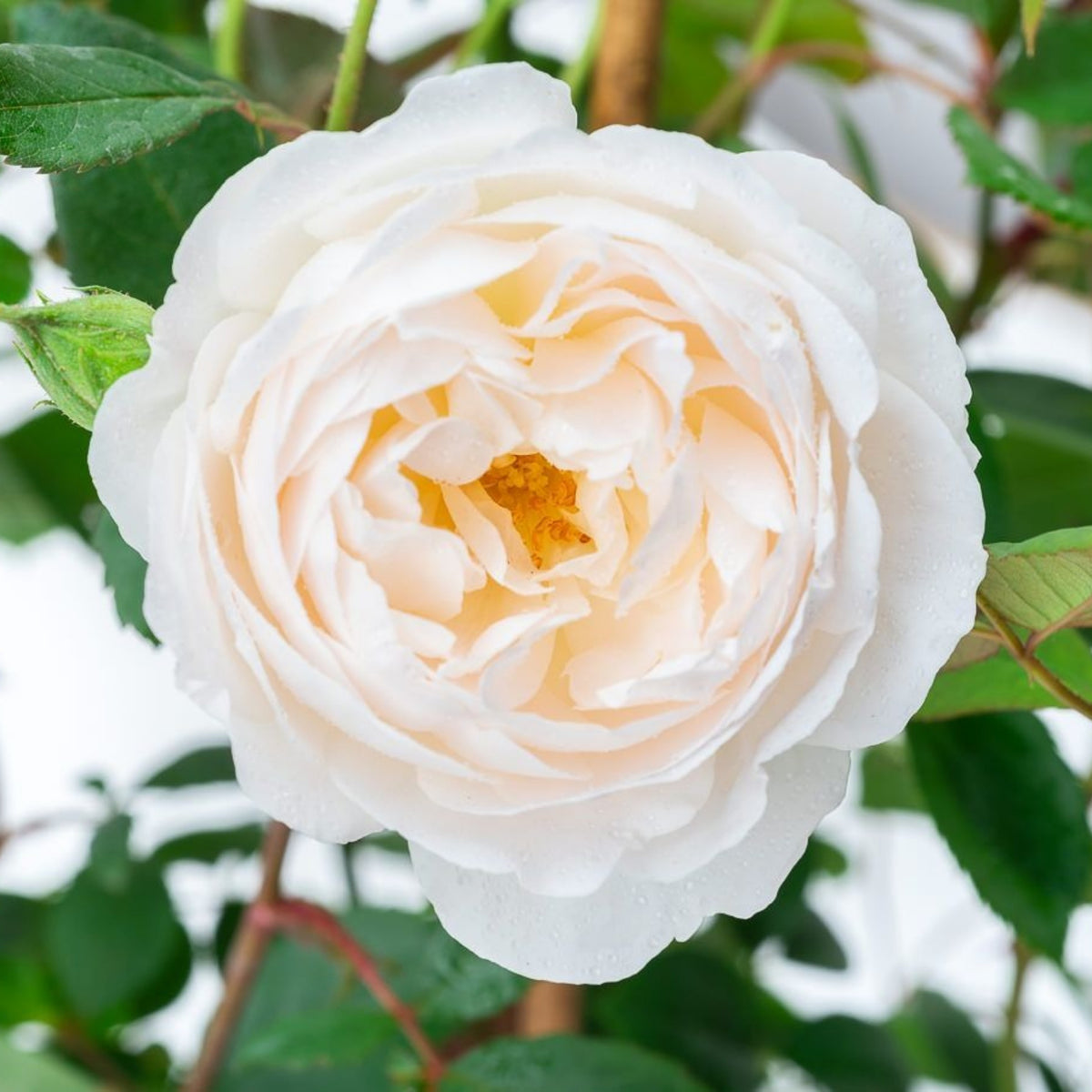 Desdemona Rose Seeds, 30 seeds