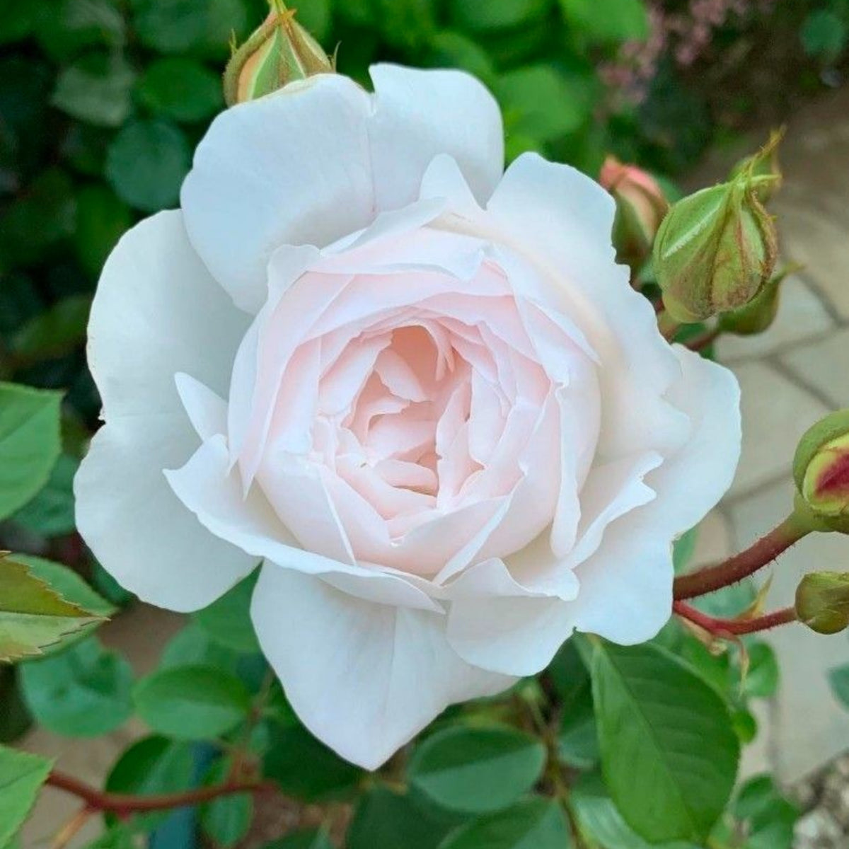 Desdemona Rose Seeds, 30 seeds