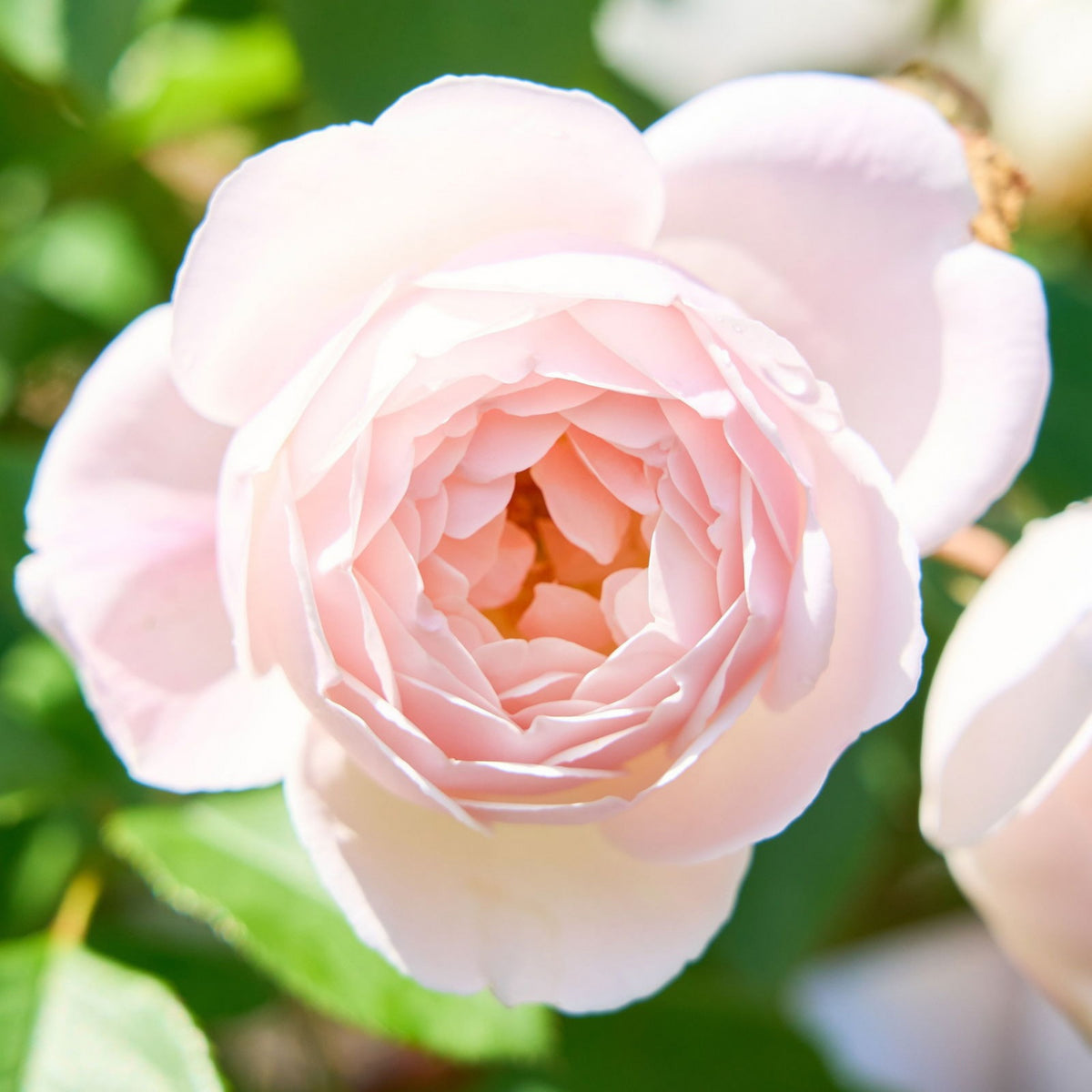Desdemona Rose Seeds, 30 seeds