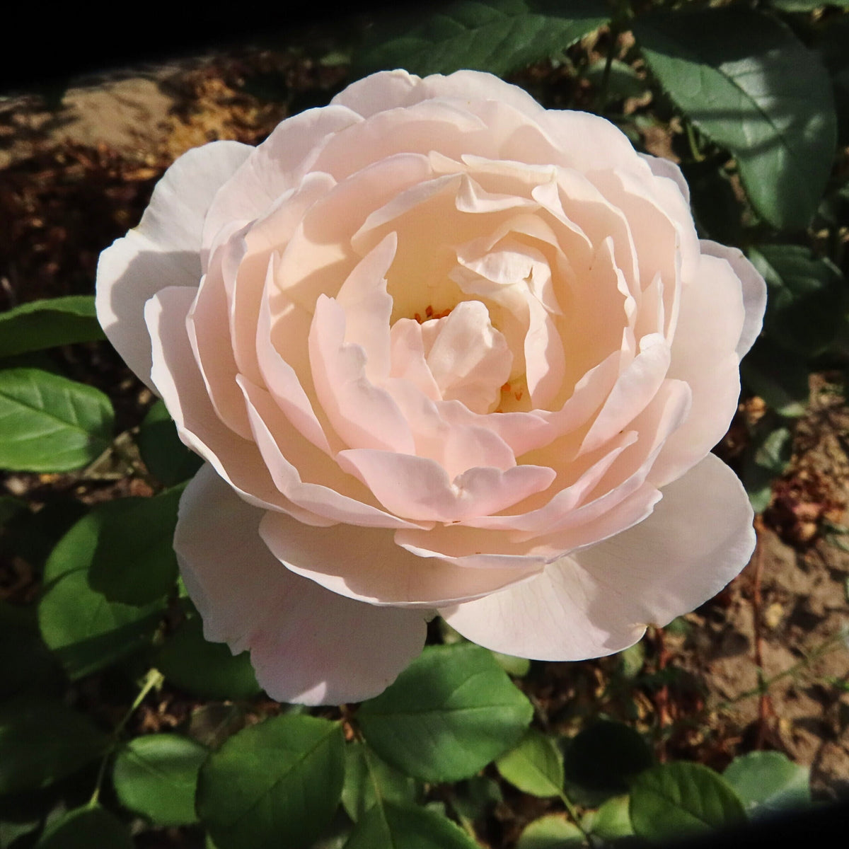 Desdemona Rose Seeds, 30 seeds
