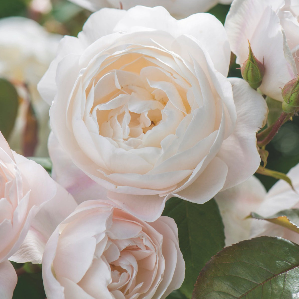 Desdemona Rose Seeds, 30 seeds