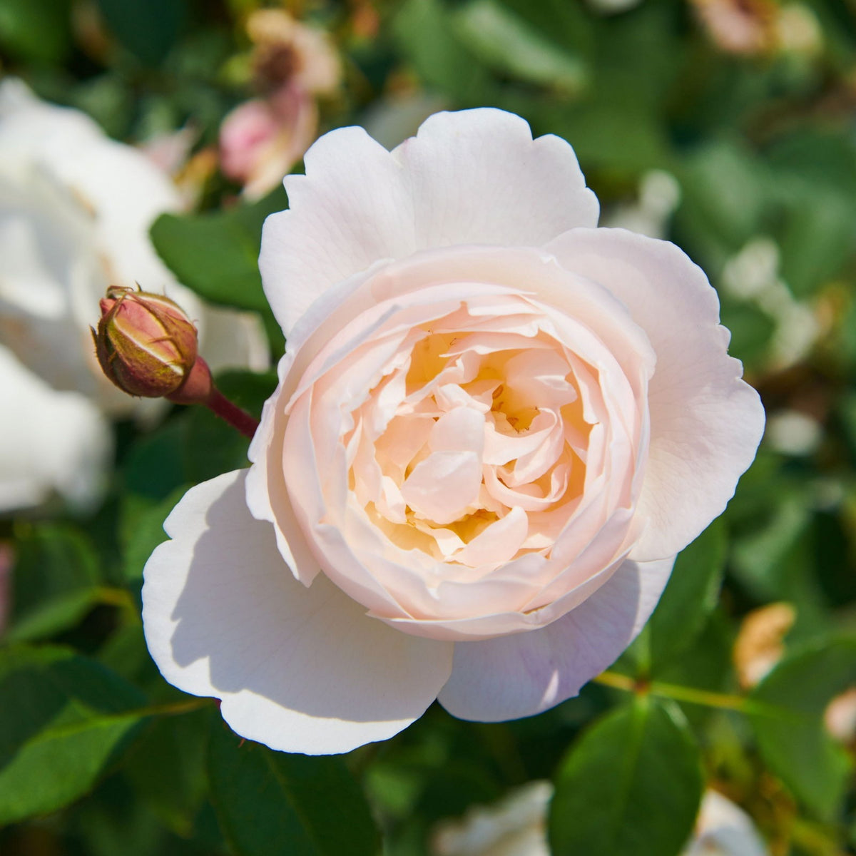 Desdemona Rose Seeds, 30 seeds