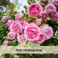 30 Rare Seeds| Jasmina Climbing Roses Seeds #1019