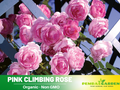 30 Rare Seeds| Jasmina Climbing Roses Seeds #1019