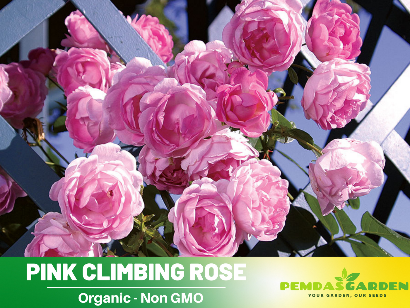 climbing rose plant seeds 30 Rare Seeds| Jasmina Climbing Roses Seeds #1019 – PEMDASGARDEN