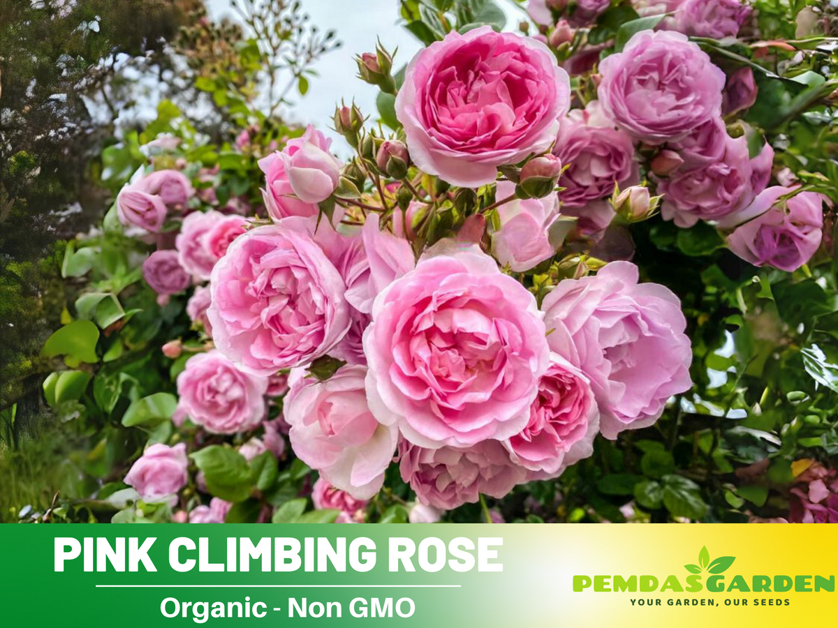 30 Rare Seeds| Jasmina Climbing Roses Seeds #1019