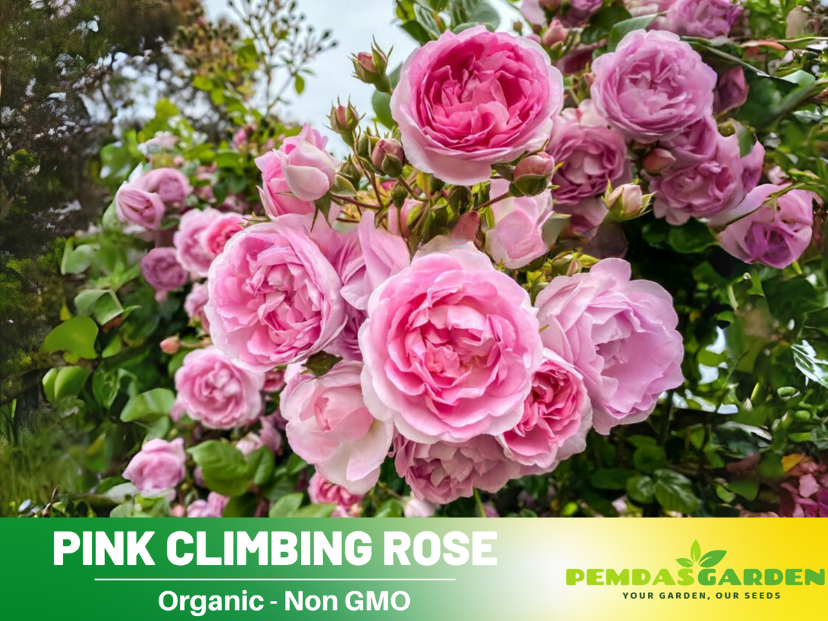climbing roses seeds 30 Rare Seeds| Jasmina Climbing Roses Seeds #1019 – PEMDASGARDEN