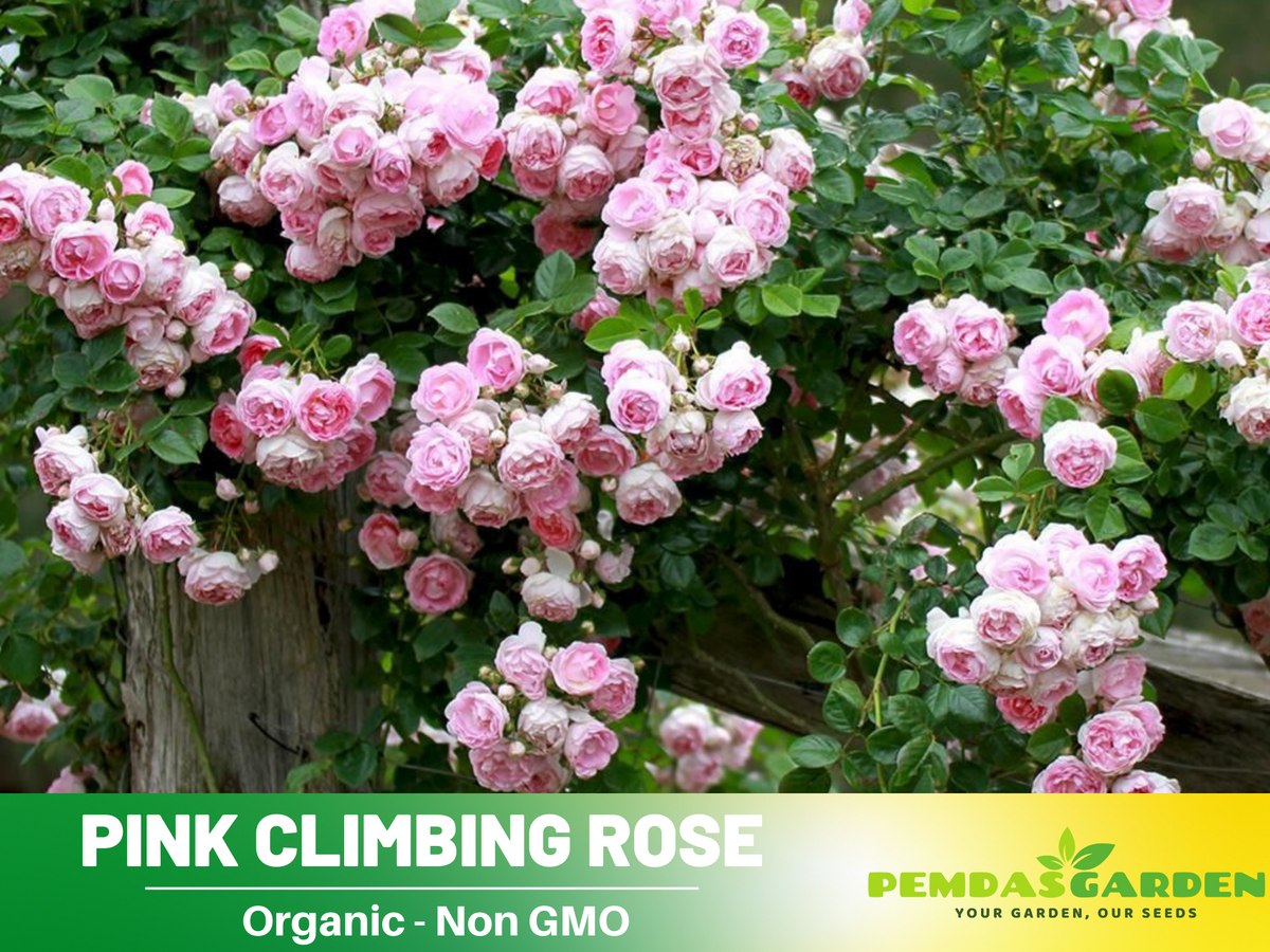 30 Rare Seeds| Jasmina Climbing Roses Seeds #1019