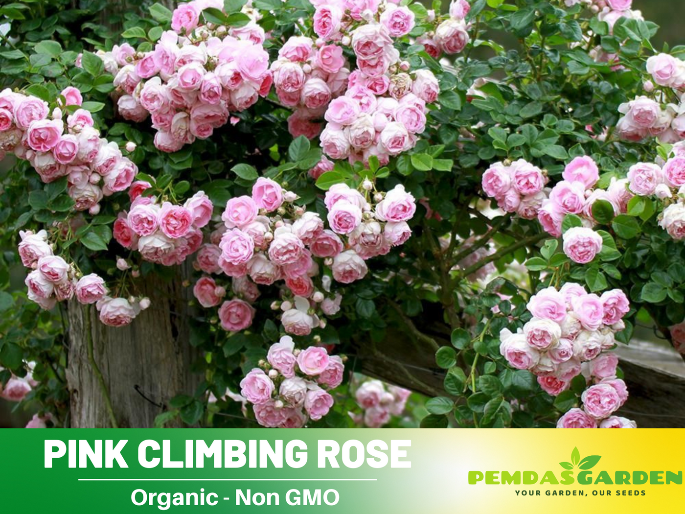 climbing roses from seeds 30 Rare Seeds| Jasmina Climbing Roses Seeds #1019 – PEMDASGARDEN