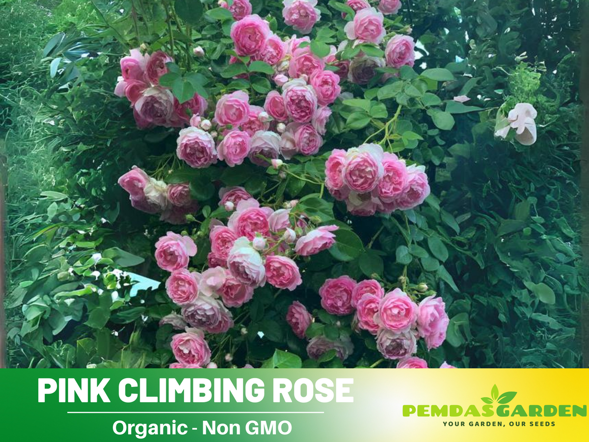 30 Rare Seeds| Jasmina Climbing Roses Seeds #1019