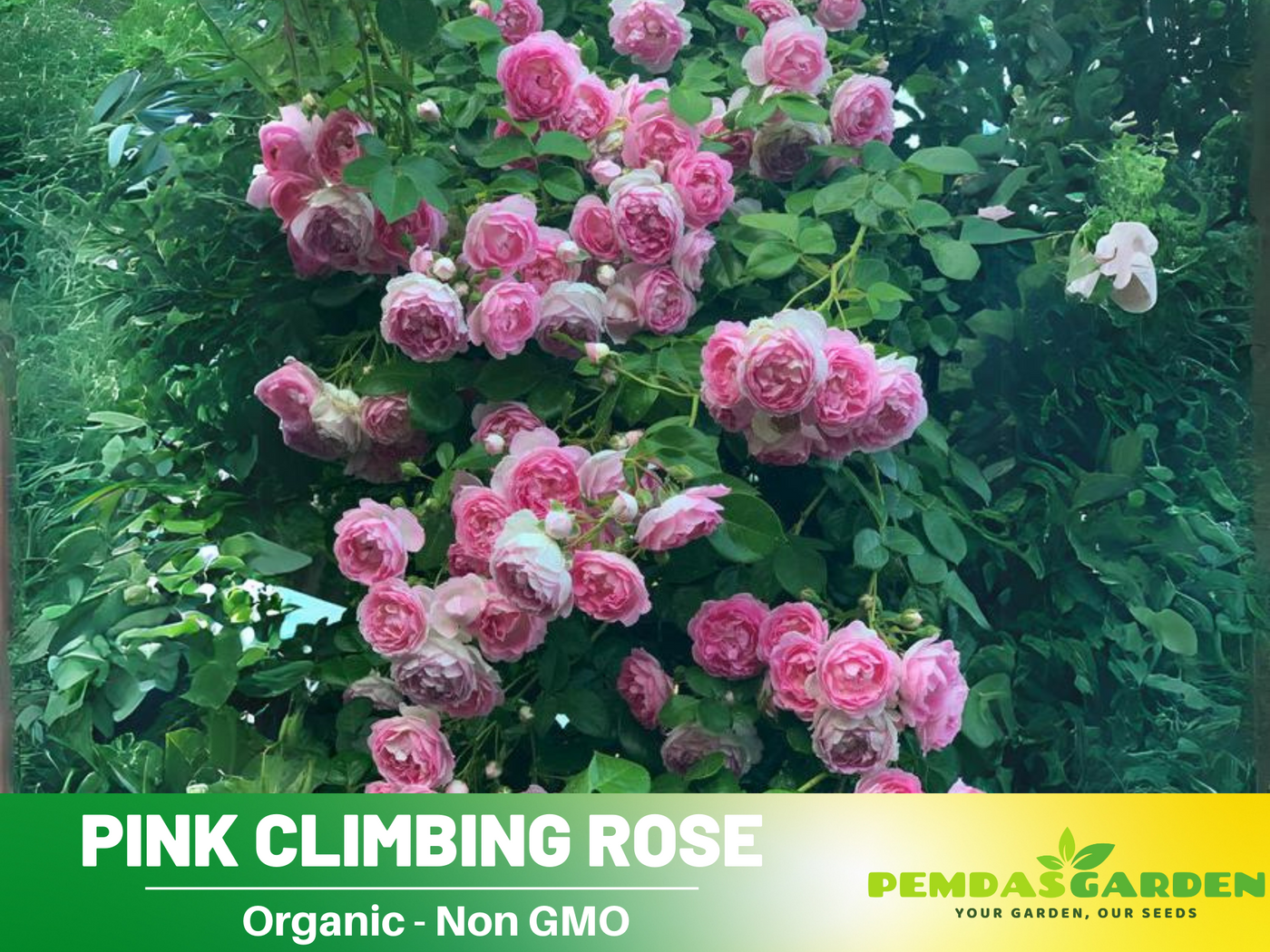 climbing roses from seeds 30 Rare Seeds| Jasmina Climbing Roses Seeds #1019 – PEMDASGARDEN