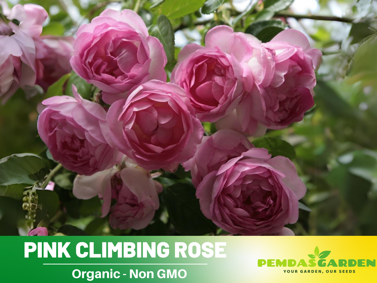 30 Rare Seeds| Jasmina Climbing Roses Seeds #1019