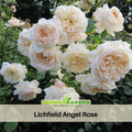 30 Rare Seeds| Lichfield Angel Rose Seeds #1022