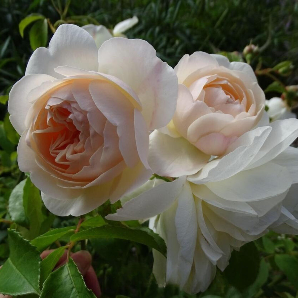 Lichfield Angel Rose Seeds, 30 seeds
