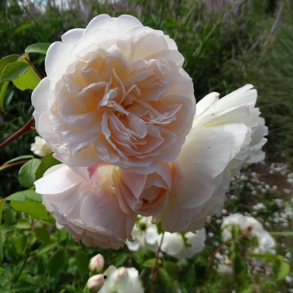 Lichfield Angel Rose Seeds, 30 seeds
