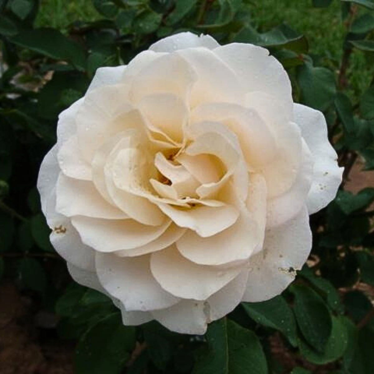 Lichfield Angel Rose Seeds, 30 seeds
