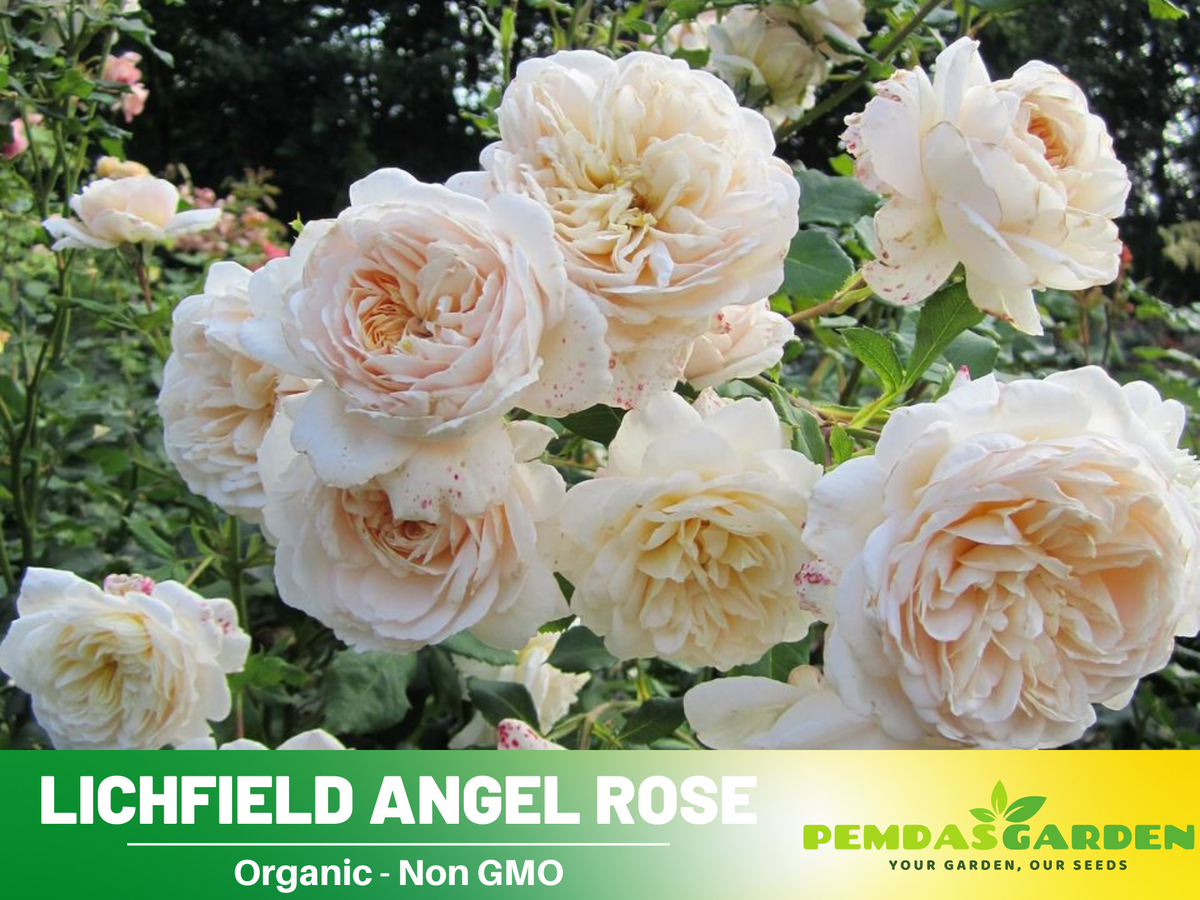 30 Rare Seeds| Lichfield Angel Rose Seeds #1022