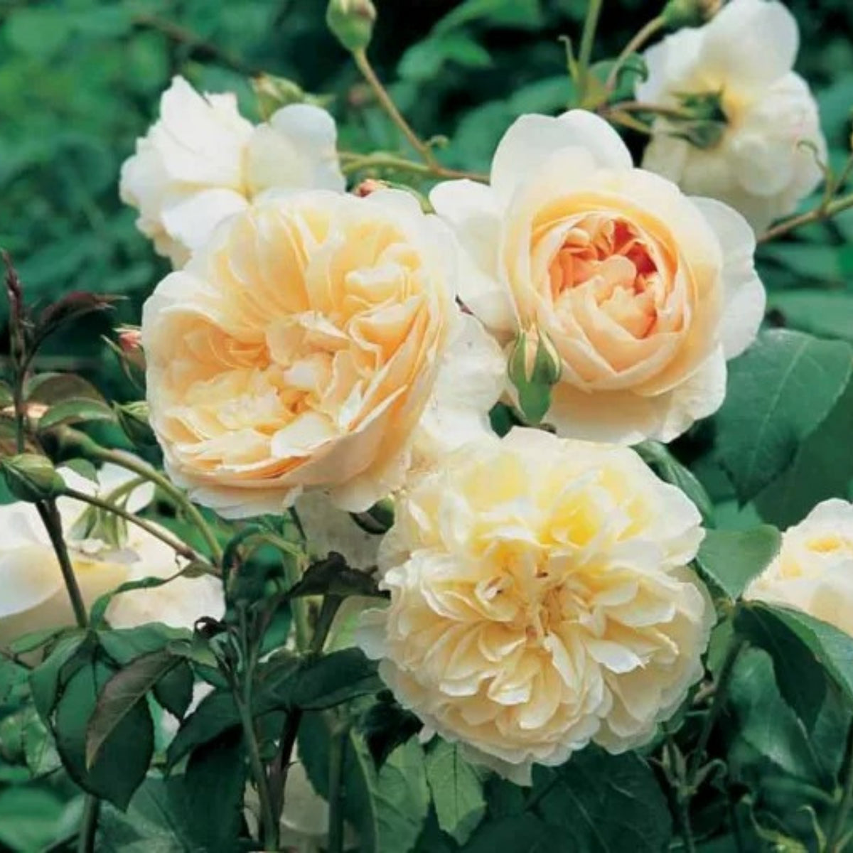 Lichfield Angel Rose Seeds, 30 seeds