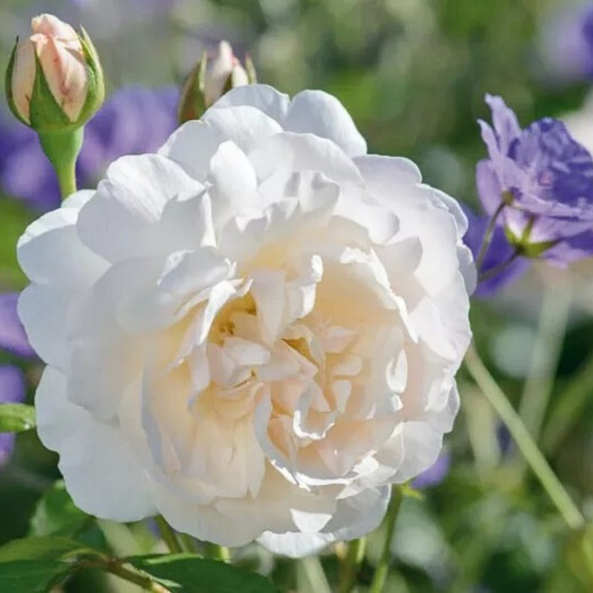 Lichfield Angel Rose Seeds, 30 seeds