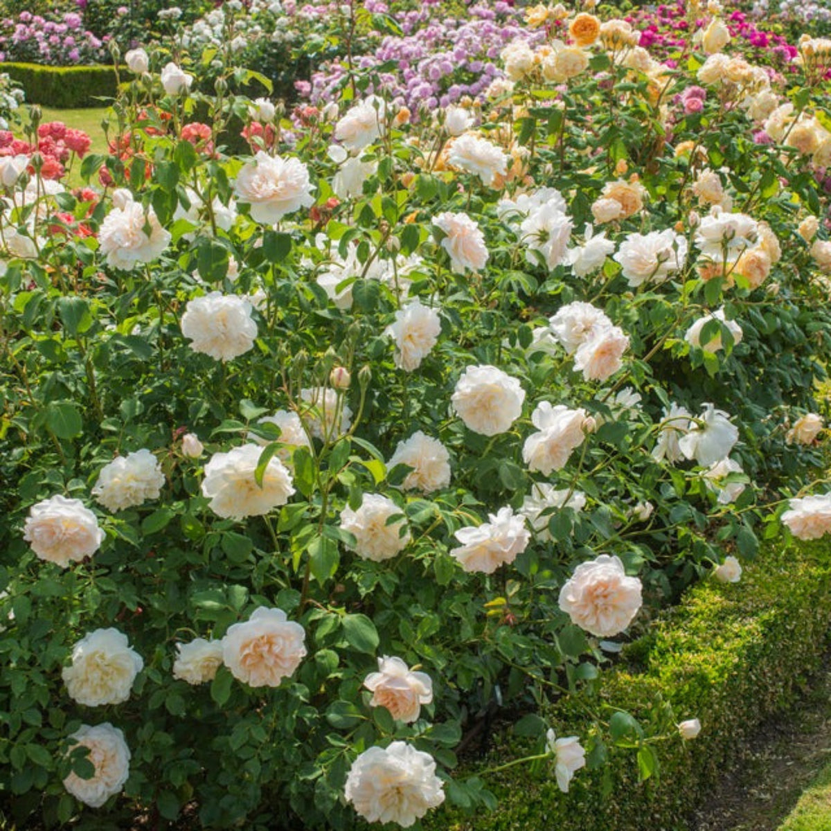 Lichfield Angel Rose Seeds, 30 seeds