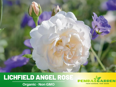 angel rose seeds 30 Rare Seeds| Lichfield Angel Rose Seeds #1022 – PEMDASGARDEN