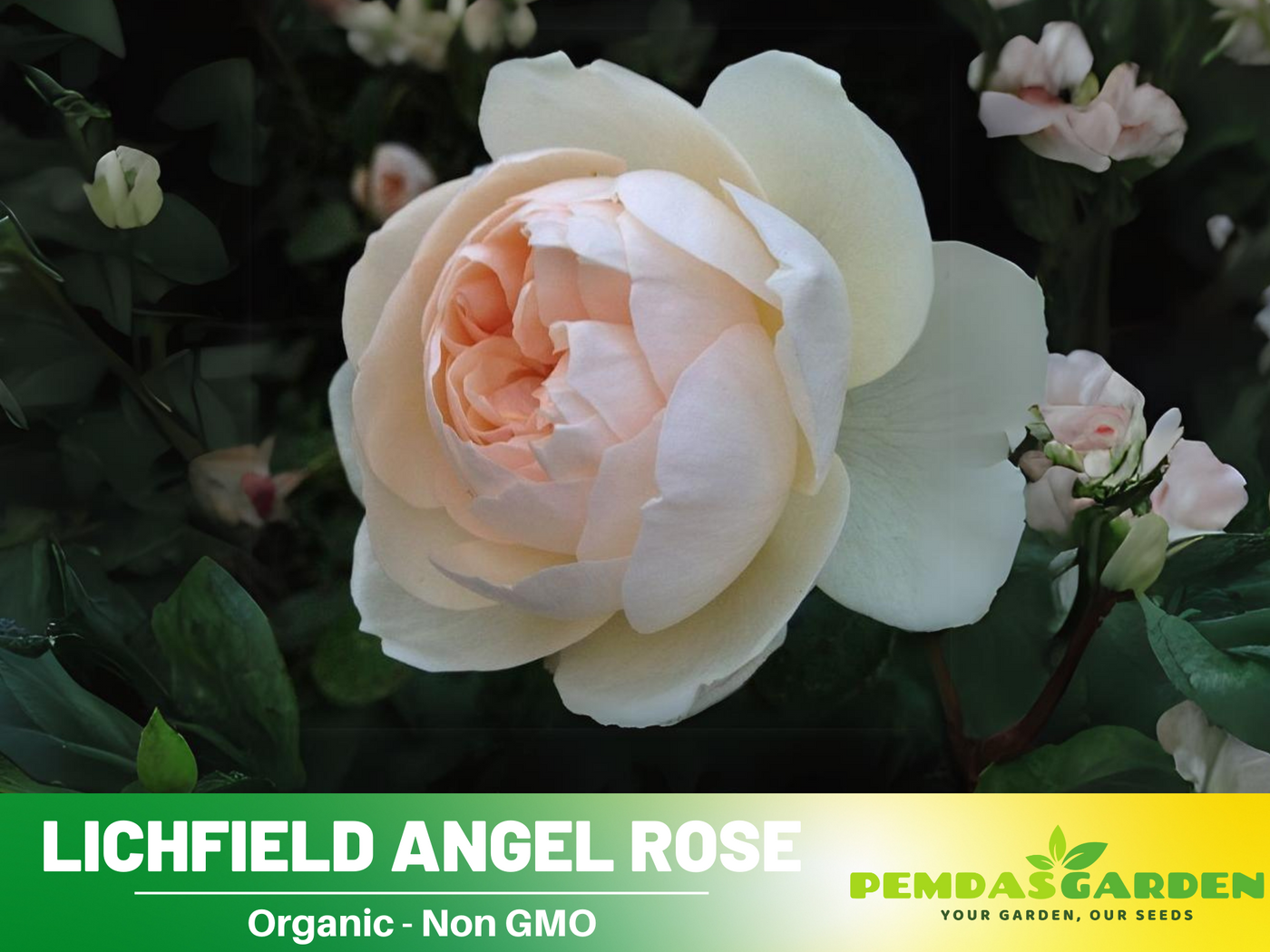 david austin roses seeds 30 Rare Seeds| Lichfield Angel Rose Seeds #1022 – PEMDASGARDEN