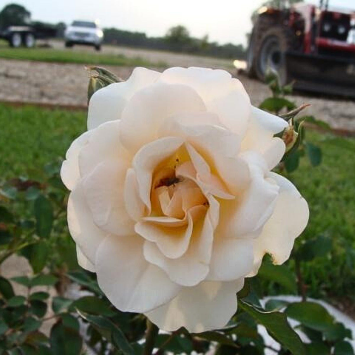 Lichfield Angel Rose Seeds, 30 seeds