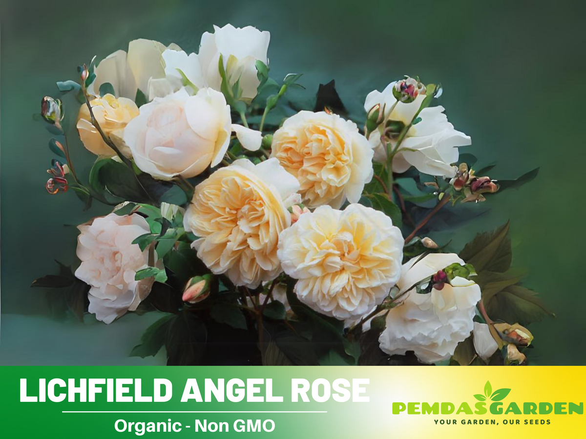 30 Rare Seeds| Lichfield Angel Rose Seeds #1022