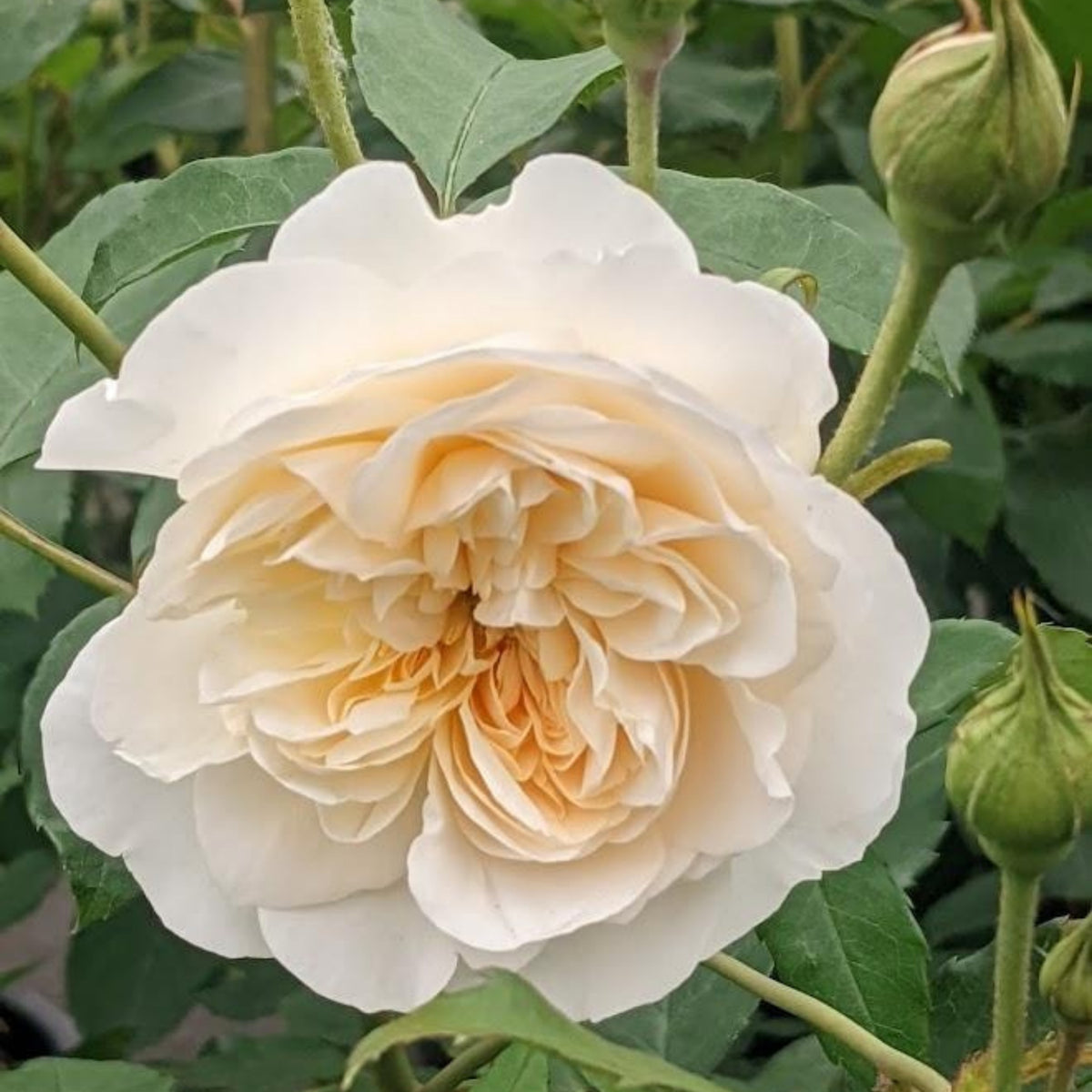 Lichfield Angel Rose Seeds, 30 seeds