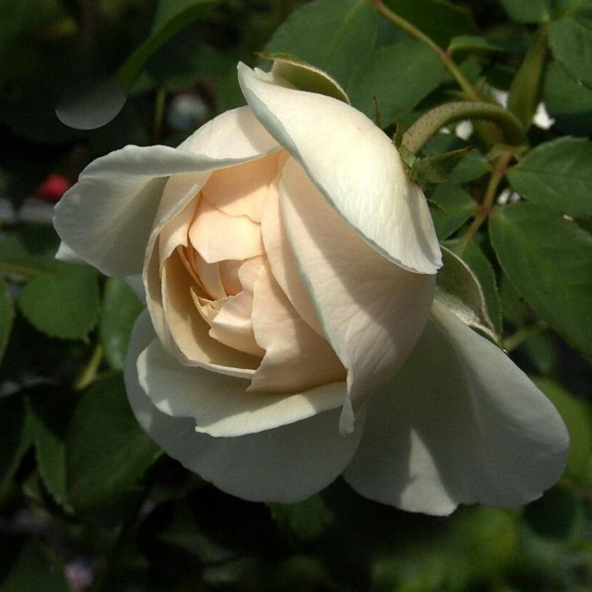 Lichfield Angel Rose Seeds, 30 seeds