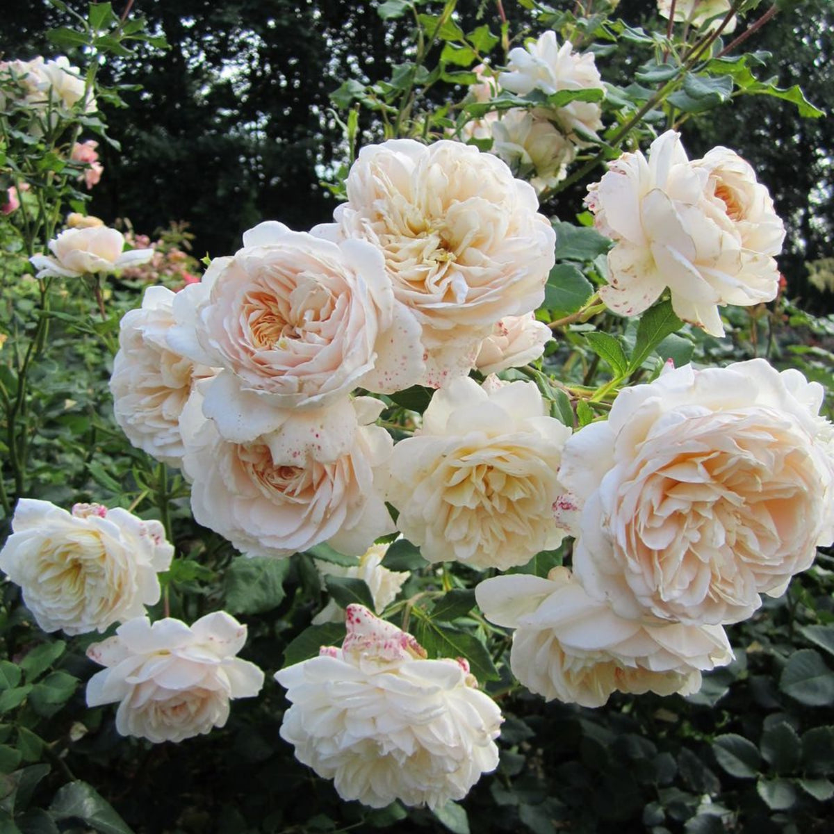Lichfield Angel Rose Seeds, 30 seeds