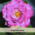 30 Rare Seeds| Angel Face Floribunda Rose Seeds #1023