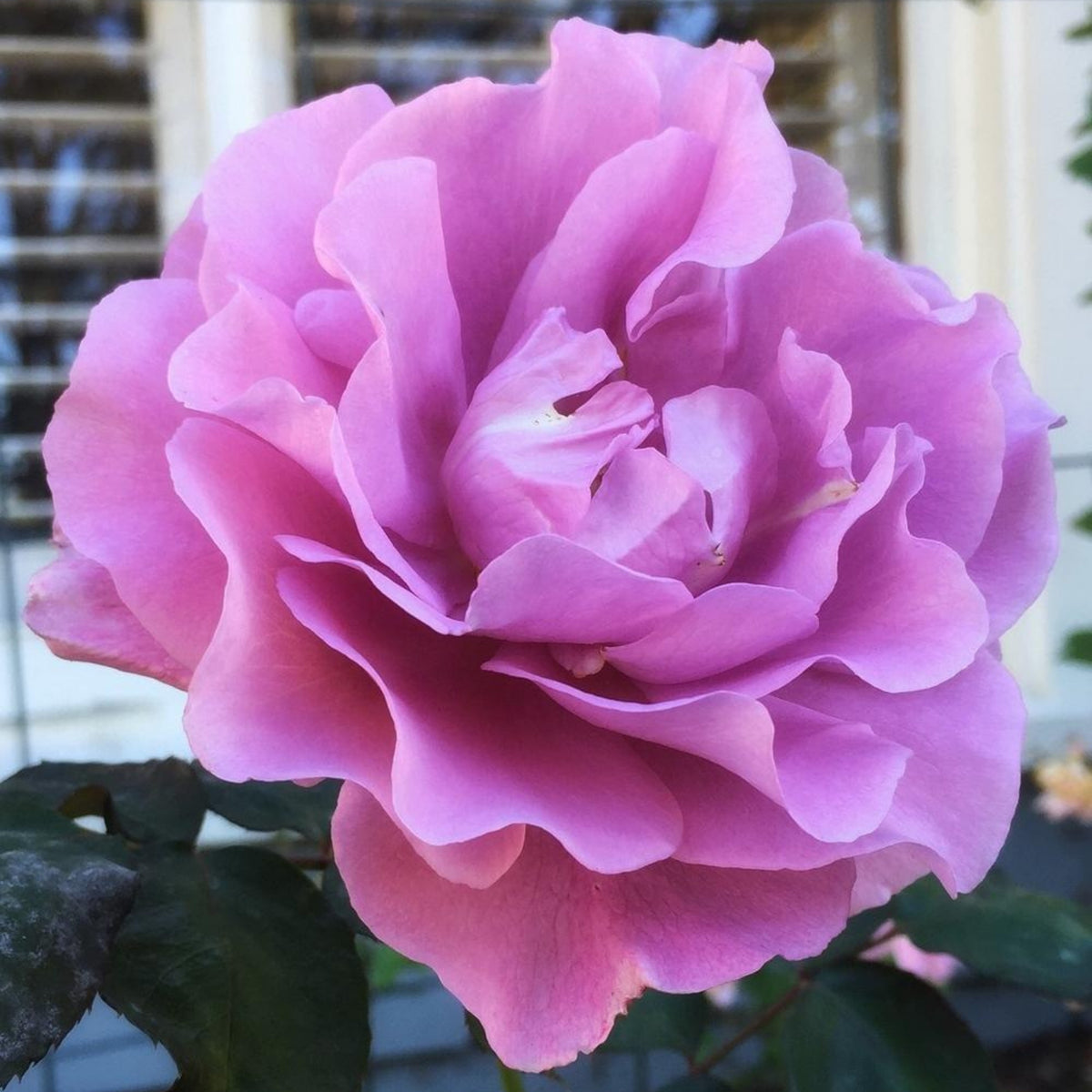 Angel Face Floribunda Rose Seeds, 30 seeds