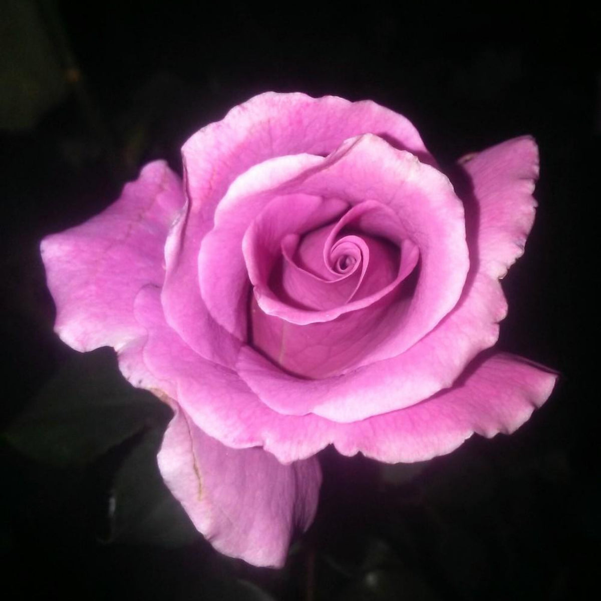 Angel Face Floribunda Rose Seeds, 30 seeds