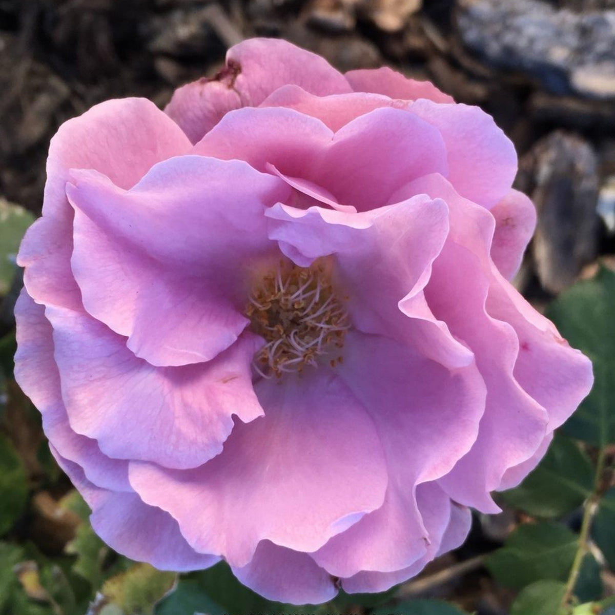 Angel Face Floribunda Rose Seeds, 30 seeds