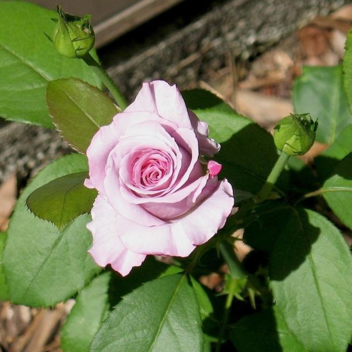 Angel Face Floribunda Rose Seeds, 30 seeds