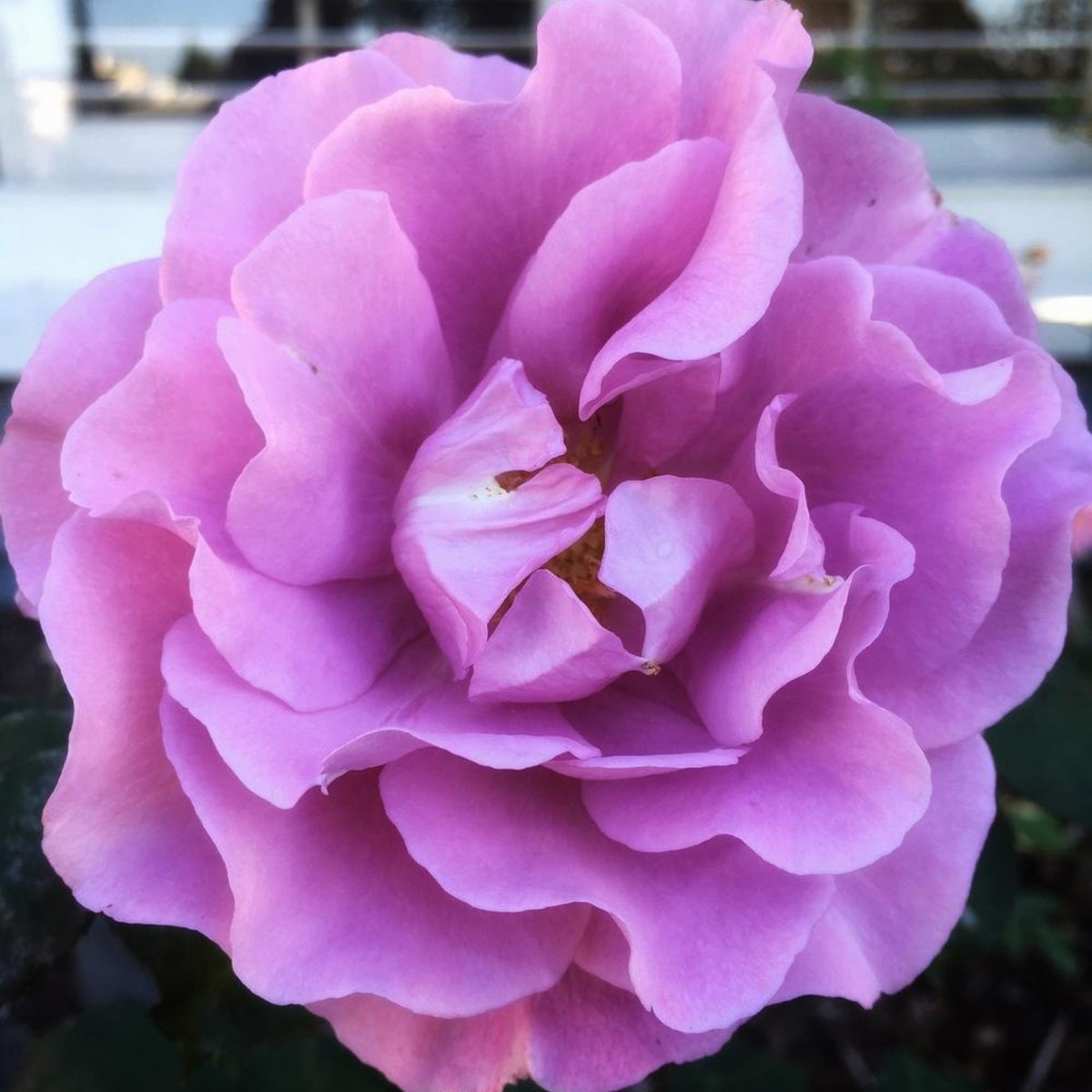 Angel Face Floribunda Rose Seeds, 30 seeds