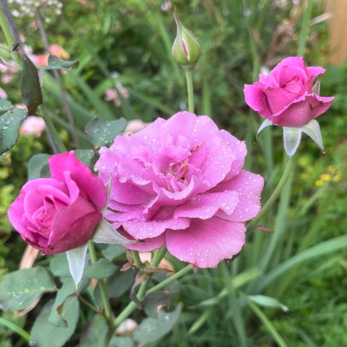 Angel Face Floribunda Rose Seeds, 30 seeds