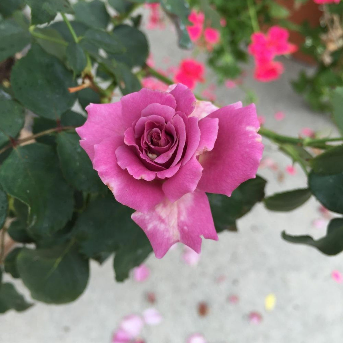 Angel Face Floribunda Rose Seeds, 30 seeds
