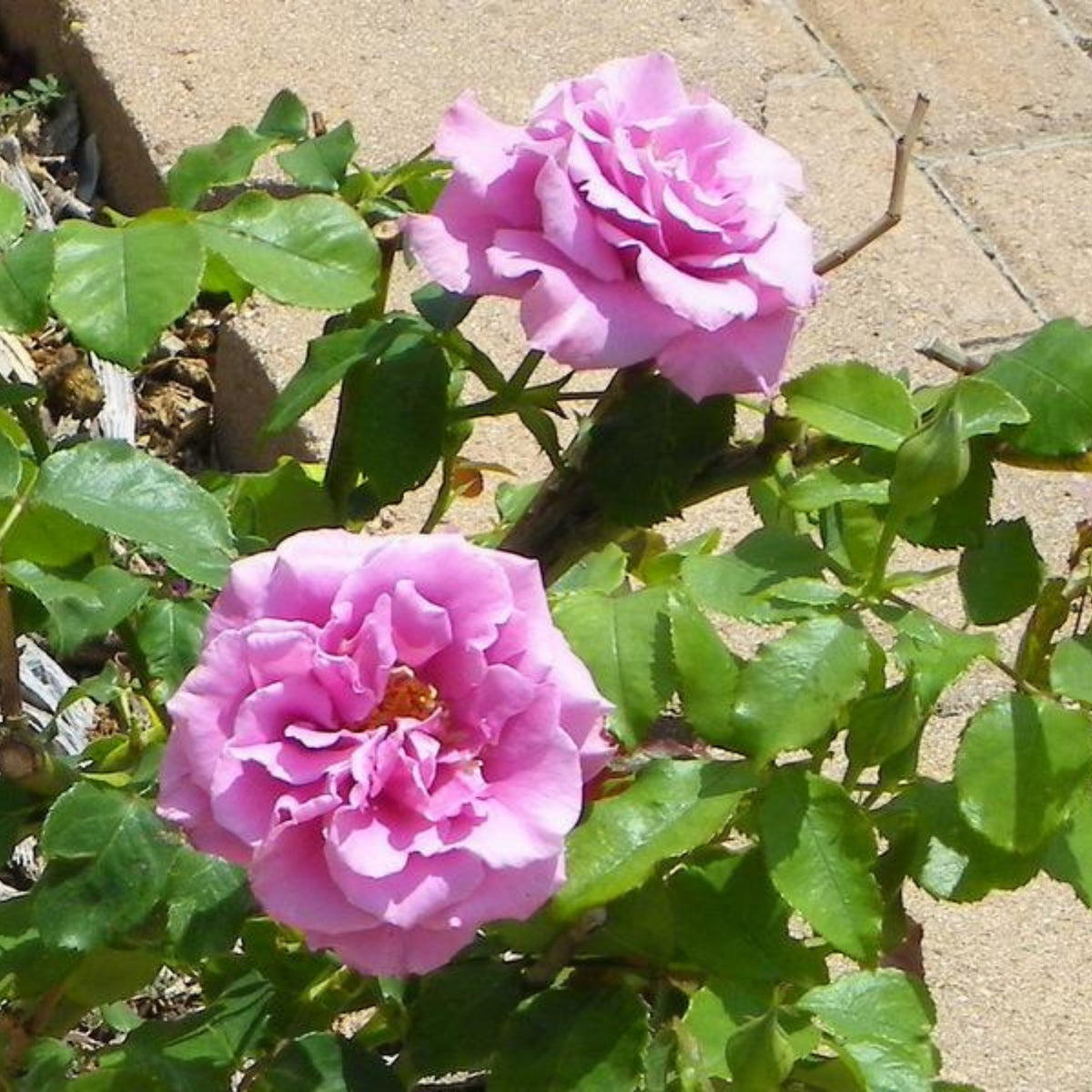Angel Face Floribunda Rose Seeds, 30 seeds