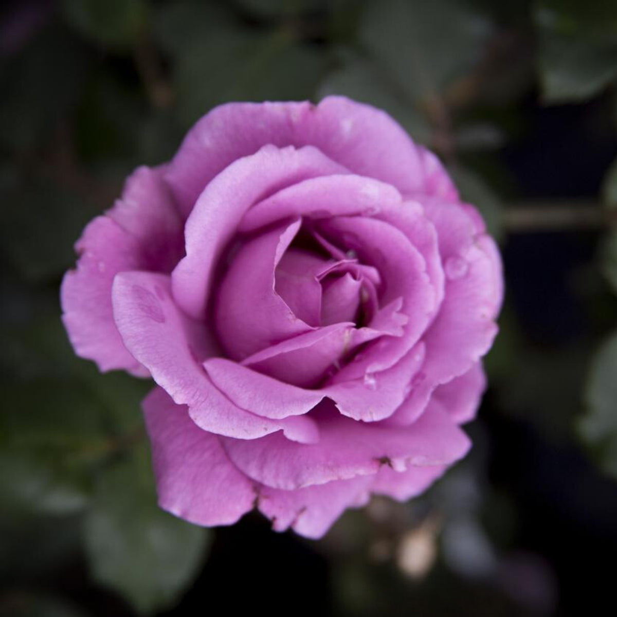 Angel Face Floribunda Rose Seeds, 30 seeds