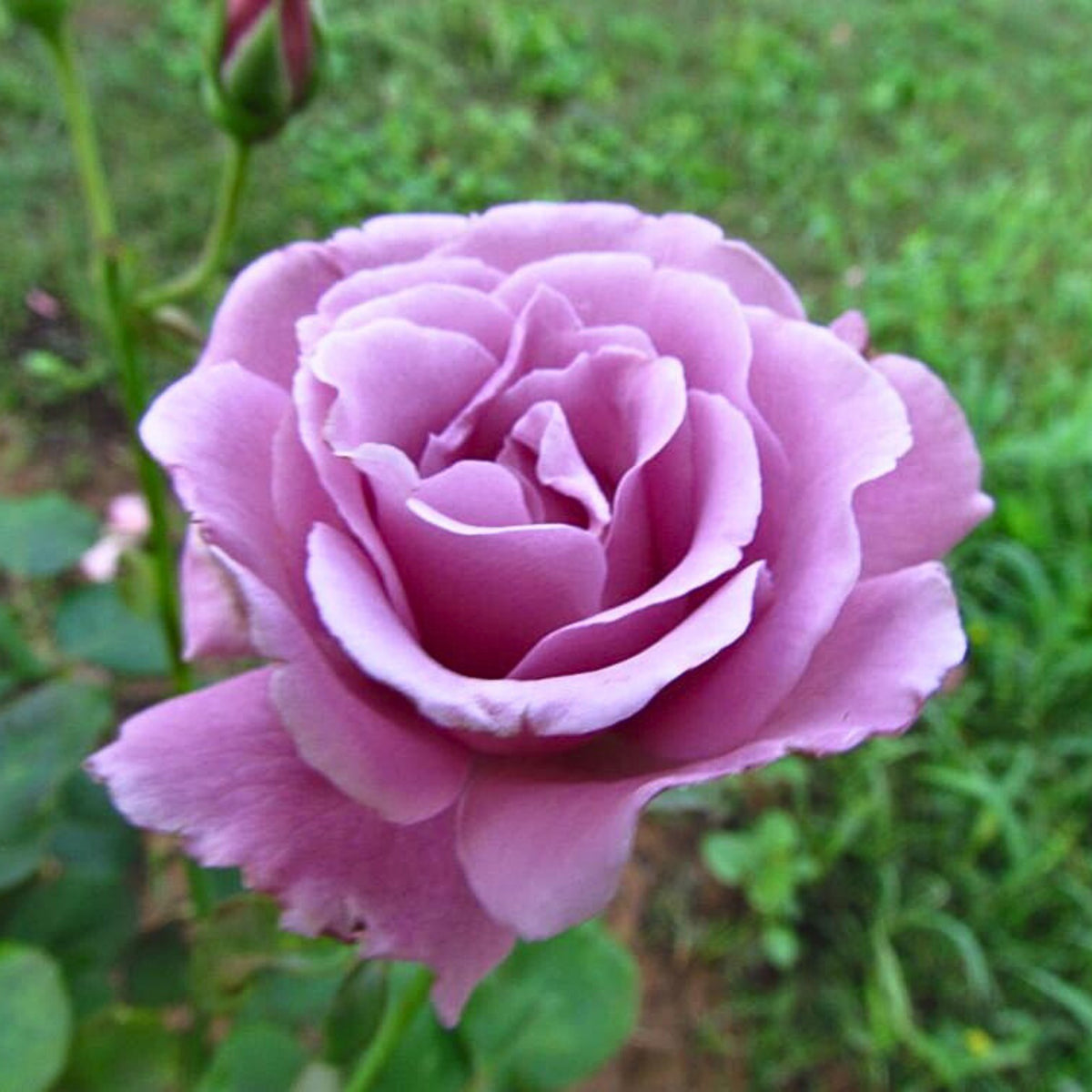 Angel Face Floribunda Rose Seeds, 30 seeds